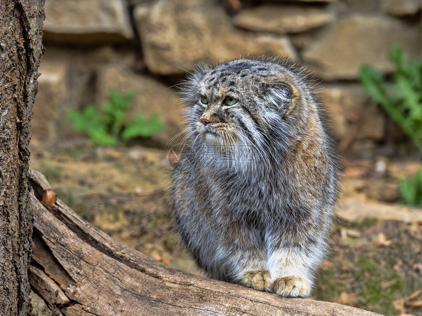 一只成年男Pallas猫Otocolobusmanul图片