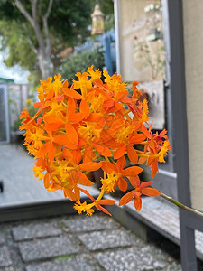 Epidendrumradicans花的照片图片