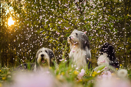 粉色叶子和日光下三只狗的肖像它们超图片
