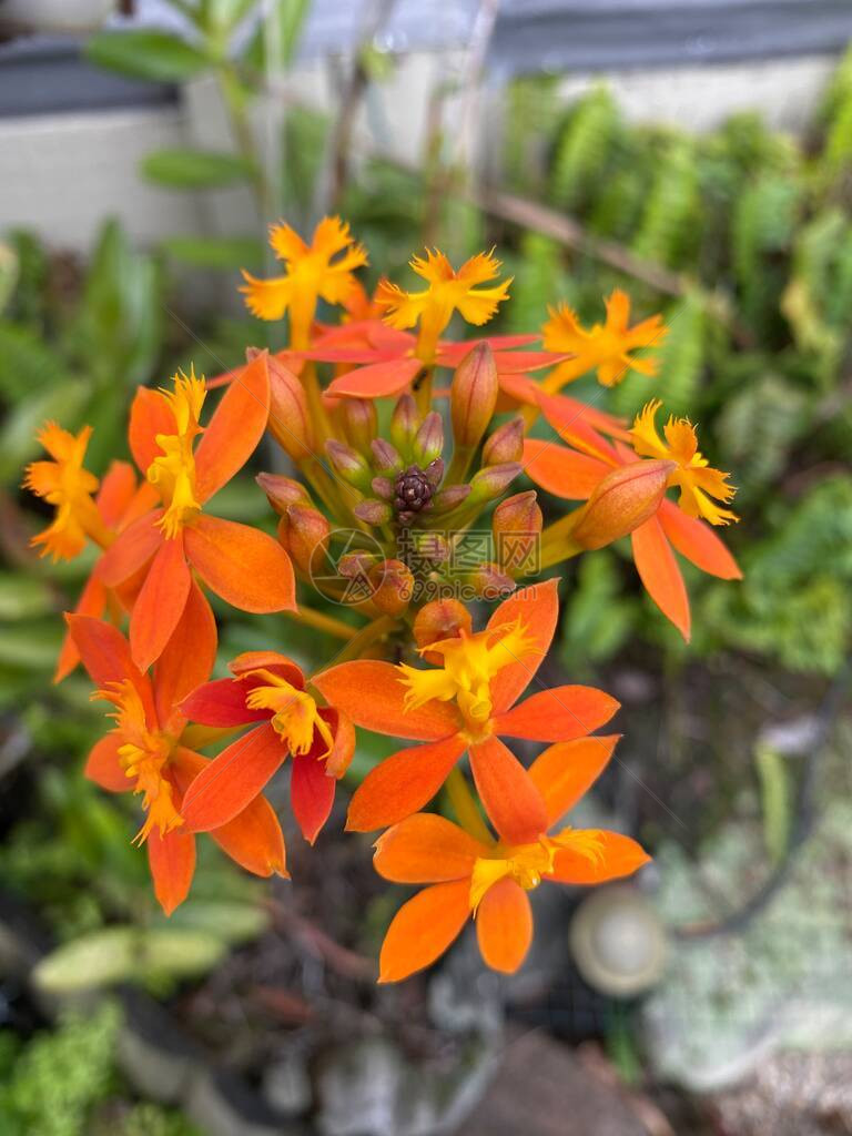 Epidendrumradicans花的照片图片