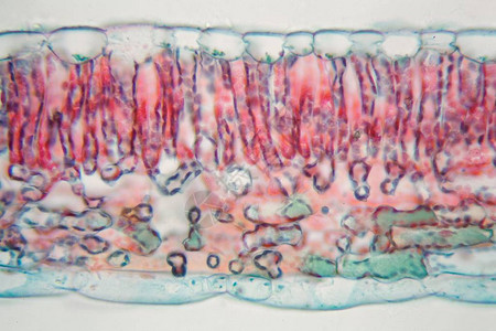 显微镜下棉叶的横截面图片