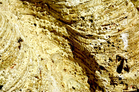 大型蛤壳化石粗糙的山脊表面水下物种图片