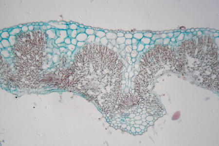 内胚层在显微镜下切开迷迭香的叶子背景
