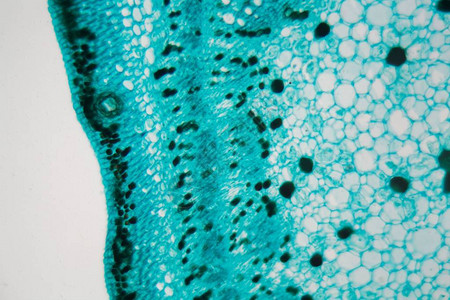 棉花茎横截面的显微镜照片图片