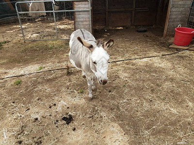 灰色和白色的微型驴用带稻草的栅图片