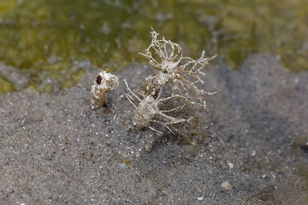 在泥滩的潮间地带一只沙泥瓦虫拉妮图片