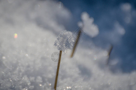 雪下的干植物图片