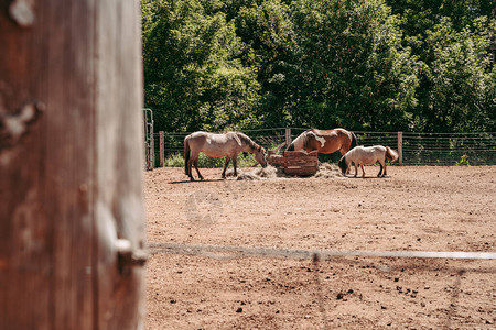 埃舍尔迪公园的马匹阿尔泽特埃图片