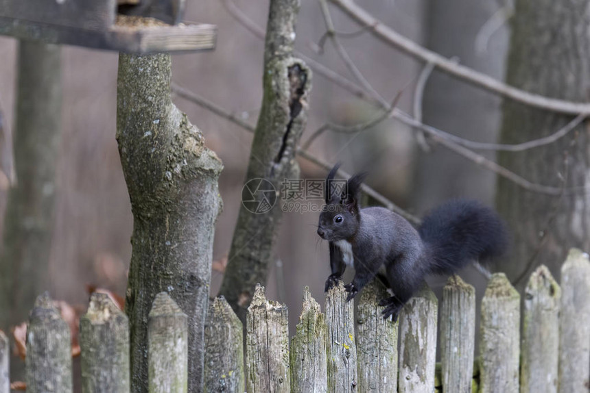 木栅栏上穿着冬衣的欧洲棕松鼠图片
