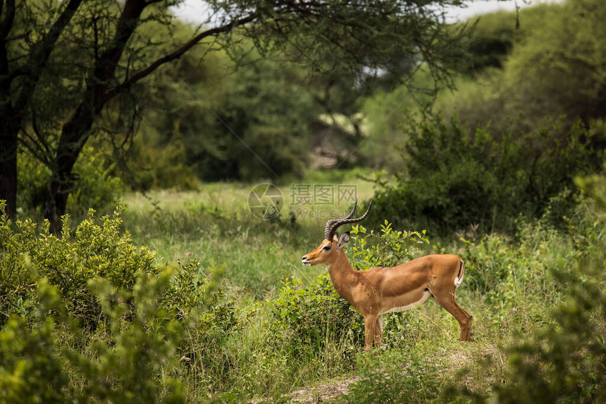 在坦桑尼亚公园Tarangire的Safari上拍摄的Im图片