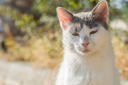 肮脏的流浪野猫在街上图片