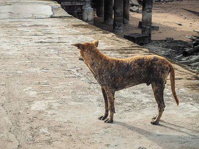 泰国本地病犬麻风病对躺在地上的皮肤图片