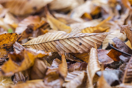 地上的褐色秋叶图片