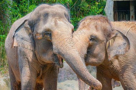 大象新加坡动物园形象图片