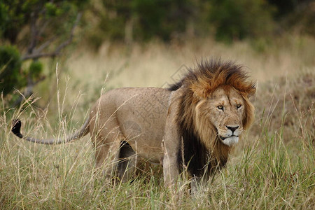 非洲荒野中的雄狮图片