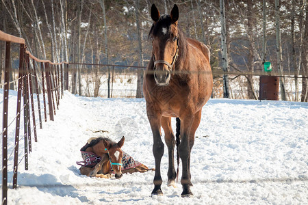 母亲的马和她的母图片