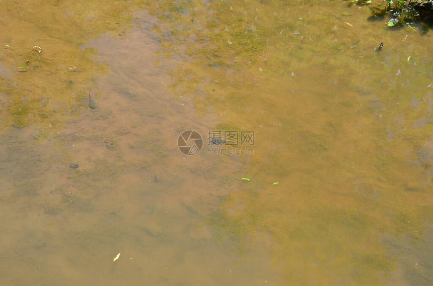 在浑浊的河流或池塘或湖水中的牛蛙蝌蚪图片