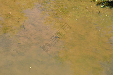 在浑浊的河流或池塘或湖水中的牛蛙蝌蚪图片
