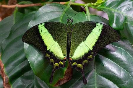 白带燕凤蝶翡翠燕尾巴PapilioPalinurus背景