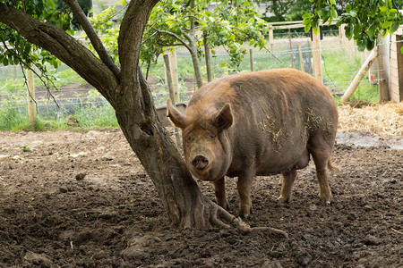 棕色大猪站在一棵泥巴图片