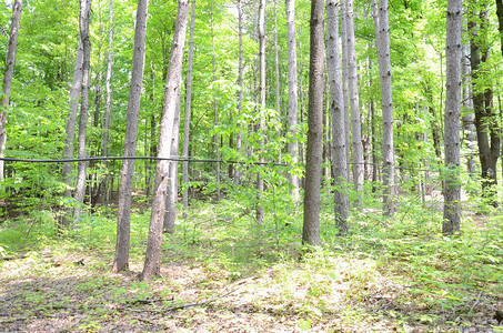 在森林或木中采集的树上用于收集红树林糖浆图片