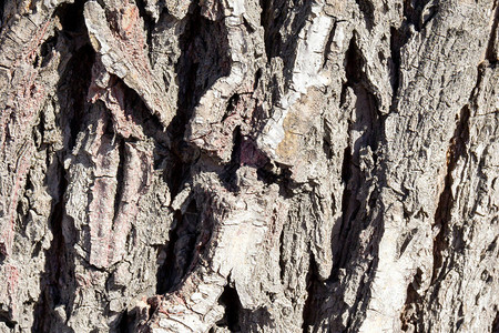 橡木背景纹理的树皮的深棕色图片