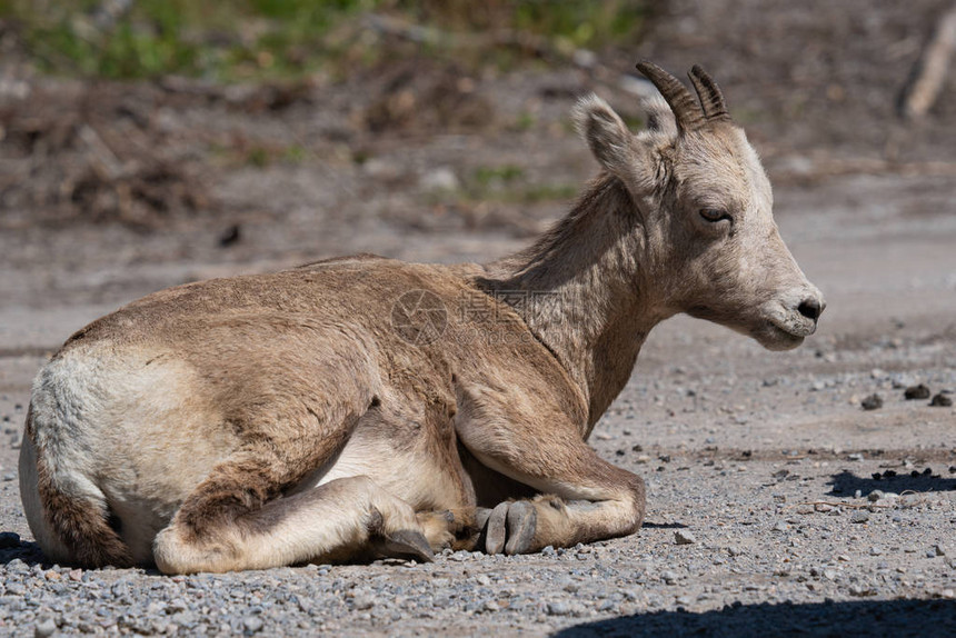 在加拿大艾伯塔州贾斯珀公园拍摄了Bighorn羊Oviscanadens图片