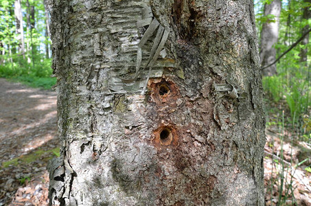树上的啄木鸟洞树干上有棕图片