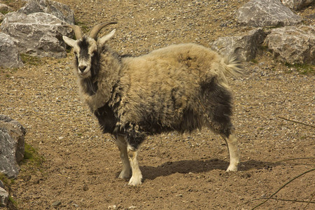 羊毛山羊CapraCas图片