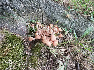 树干附近的地下有棕色蘑菇或真菌图片