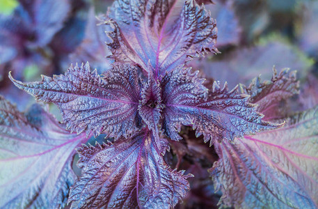 植物紫苏红紫苏叶户外特写背景图片