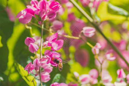 蜜蜂尽自图片