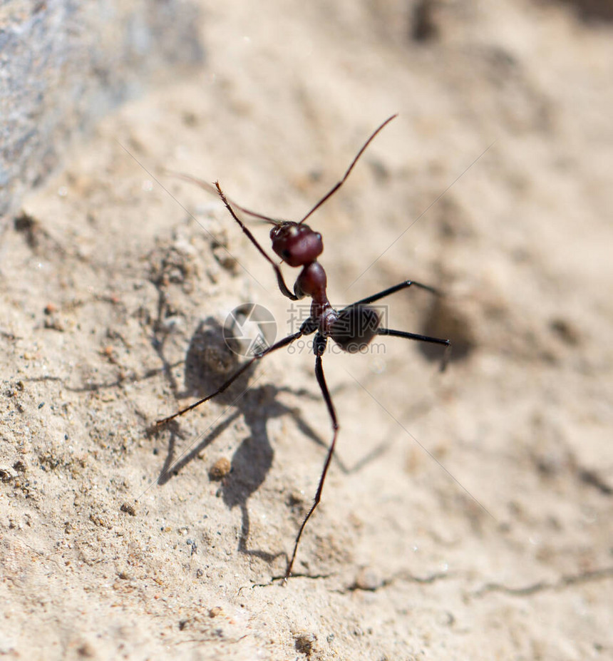 在干地上的蚂蚁宏观在图片