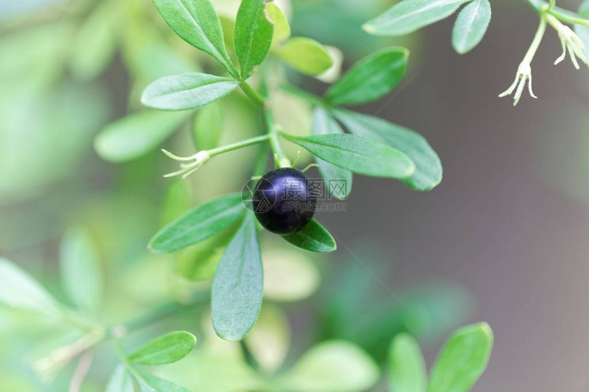 茉莉花丛Jasminumfrut图片