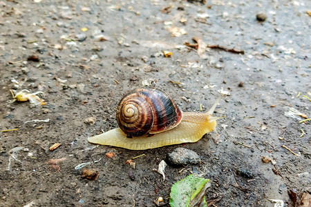 地面上的一只蜗牛自然背景图片