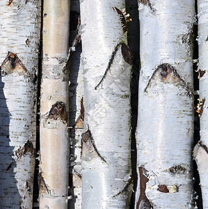 Birch树干堆图片