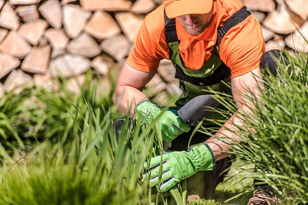 白种园丁在花园里植草春后图片