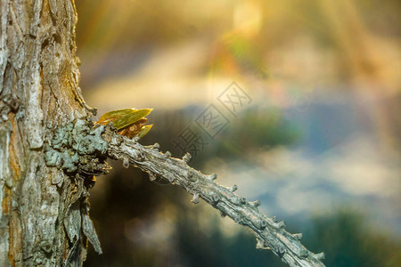 树上的芽秋天特写彩色背景背景图片