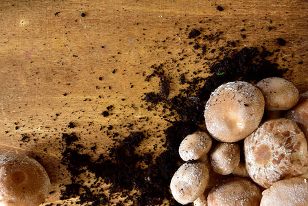 木桌上的新鲜天然香菇图片