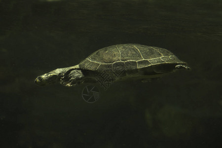 黄斑亚马逊河海龟黄斑海龟Podocnemisuni图片