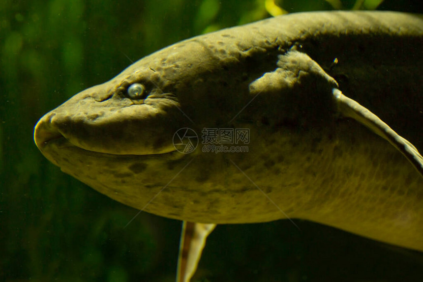 西非肺鱼TanaProtoppterus图片