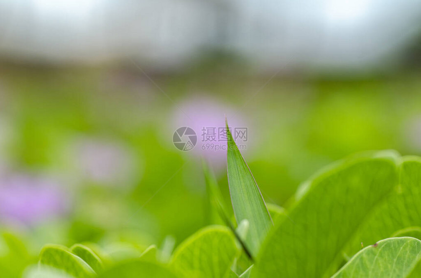 在阳光明媚的白天和浅深的野外背景下生长着近距离拍图片