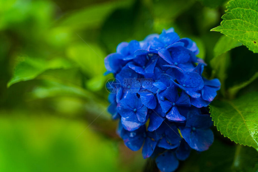 开花在雨季的日本绣球花图片