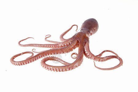 章鱼是一种海洋动物味道很好背景图片
