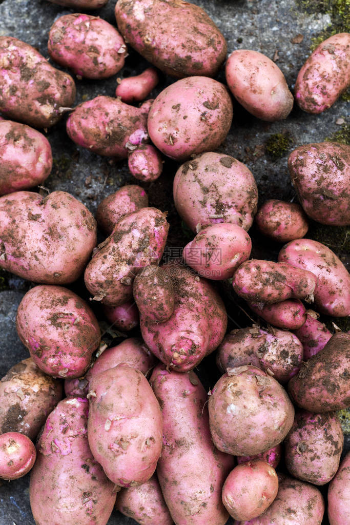 土豆作物从自家种植的蔬菜草地中图片