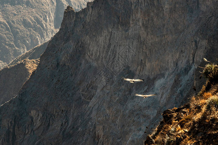 两只神鹰在峡谷图片