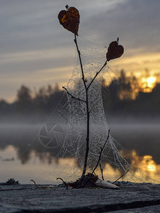 田野中蜘蛛与日出对抗的网络覆盖了雾秋天早晨图片