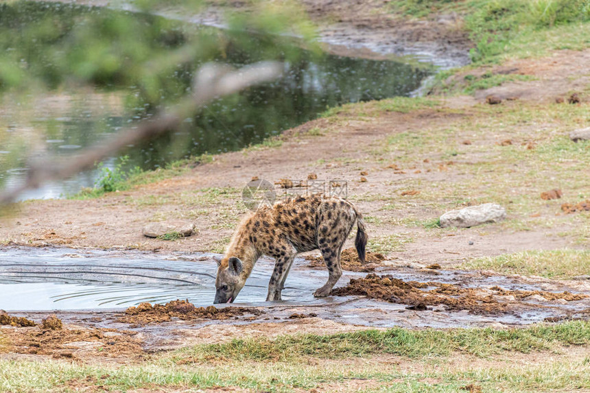一只女斑点的hyaena图片