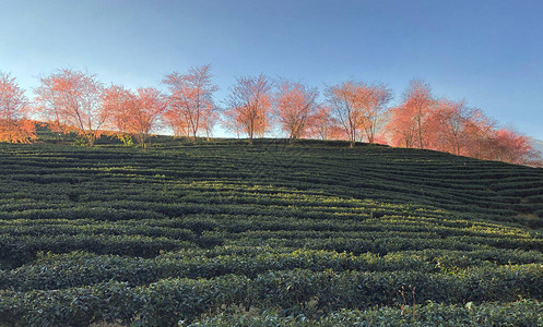 乌胡鲁明天见明天他就在萨帕乌背景