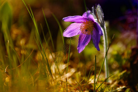 花园里的紫罗兰花背景图片